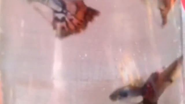 Decorative The Guppy Fish - Ribbon Type # Aquatic Fish Pet смотреть онлайн