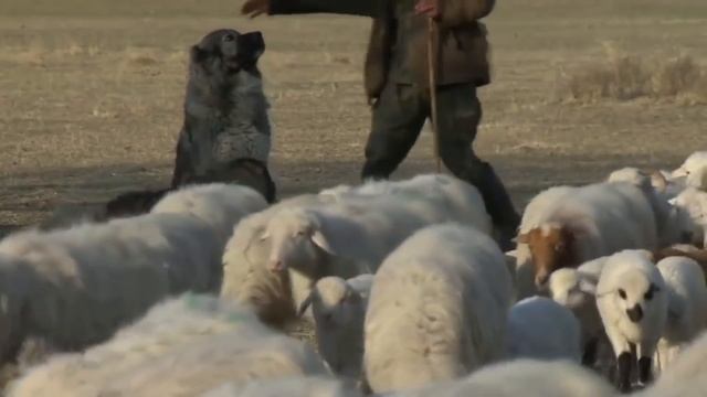 ВОЛКОДАВЫ / 5 СОБАК СПОСОБНЫХ УБИТЬ ВОЛКА смотреть онлайн