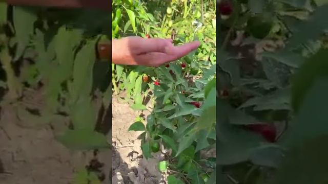 Кулинарное путешествие