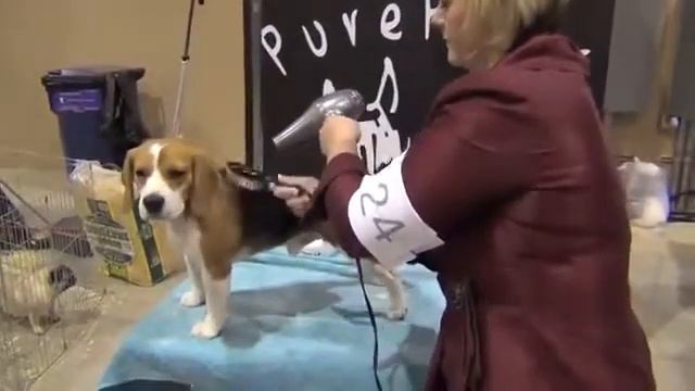 Pure Paws Grooming - Груминг Бигля смотреть онлайн
