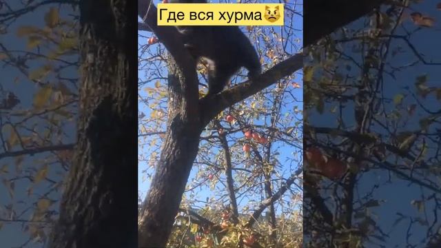 Приключения КОТА-БАРСИКА!? смотреть онлайн