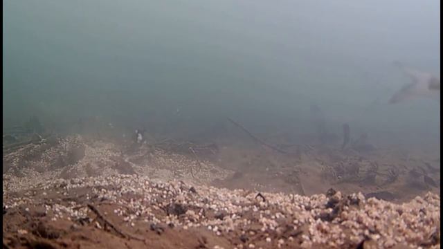 Супер Результат.Жареная гречка для зимней рыбалк.Подводная съемка #рыбалка2024 #fishing2024 #ribalk смотреть онлайн