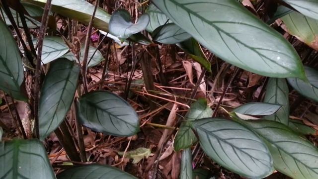 Ctenanthe Setosa - Maranta Cinza HD 01