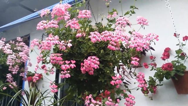 La primavera avanza en el Patio смотреть онлайн
