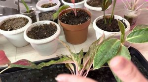 Размножение Аглаонемы. Укоренитель не подвёл. Быстрое укоренение аглаонемы..