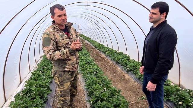 Какую пленку для теплиц выбрать или секреты раннего урожая клубники смотреть онлайн