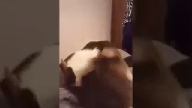 Кот укусил кота дома смотреть онлайн