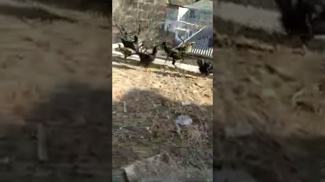 Гергебильская порода кур ! смотреть онлайн