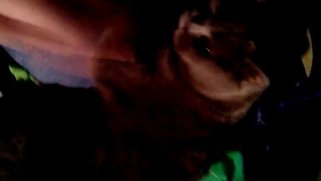 Наглая наглая кошка! смотреть онлайн