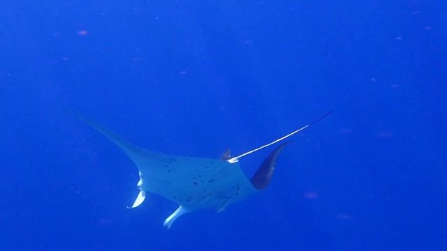 Молодой скат МАНТА (гигантский морской дьявол) 0,37 (VALTUR Reef Oasis Blue Bay 02 05 2023) смотреть онлайн