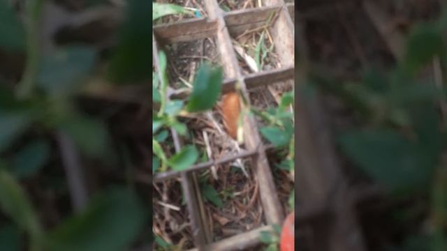 Пушистая гусеница Что за гусеница смотреть онлайн