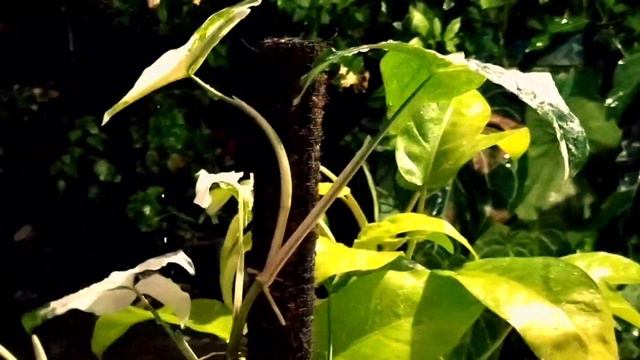 TANAMAN HIAS SYNGONIUM VARIEGATA