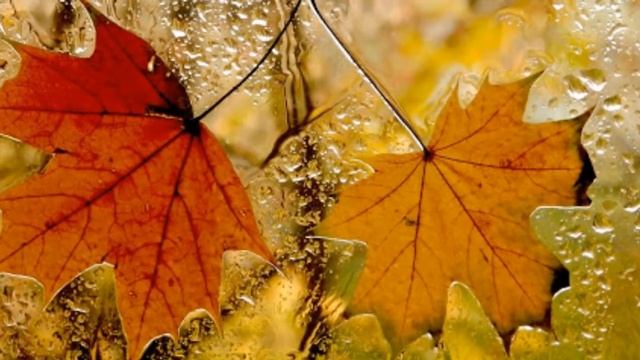 "Осень стучит в окно золотом листопада..." Песня, Шинкарева С. смотреть онлайн