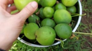 Пассифлора из семян. Результаты