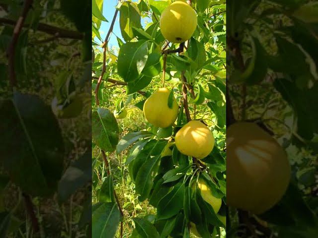 Груша Свердловчанка