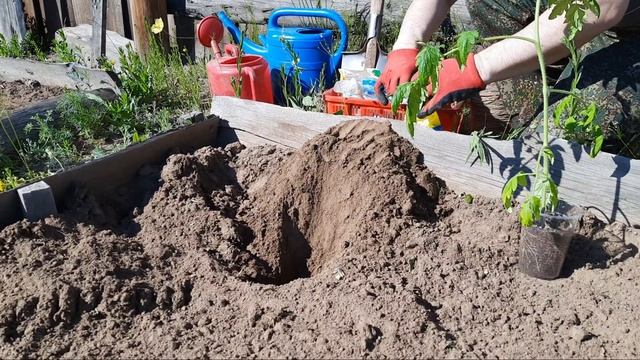 ВЫБИРАЕМ СОРТ ТОМАТА ЧЕЛНОК ДЛЯ ПОСАДКИ В ОТКРЫТЫЙ ГРУНТ В УСЛОВИЯХ БУРЯТИИ. 2021 ГОД. смотреть онлайн