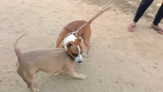 American bully vs pitbull terrier fight 😡 //pitbull dog fight //puppy@RitikDogKennel177 @THEROTT смотреть онлайн