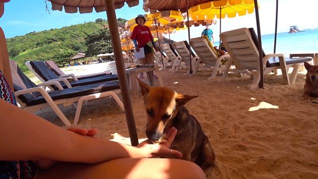 Паттайя. Остров Ко Лан. Пляж - Манки Бич (Monkey beach) смотреть онлайн