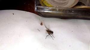 Паук поймал муху в паутину