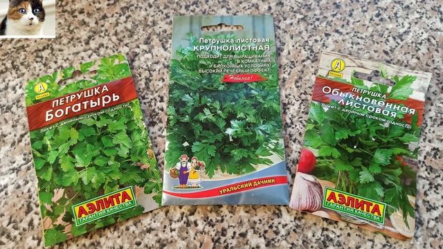 Посев петрушки в открытый грунт весной Когда и как правильно сажать петрушку смотреть онлайн
