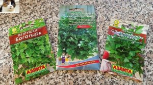 Посев петрушки в открытый грунт весной   Когда и как правильно сажать петрушку