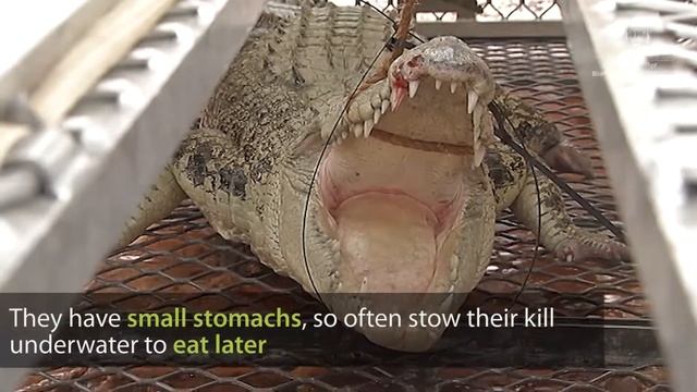 Species profile: Saltwater crocodiles (Crocoylus porosus) смотреть онлайн