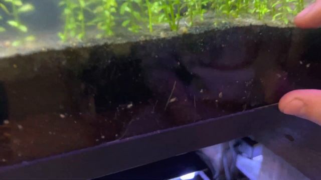 Pearlweed Plant Care смотреть онлайн