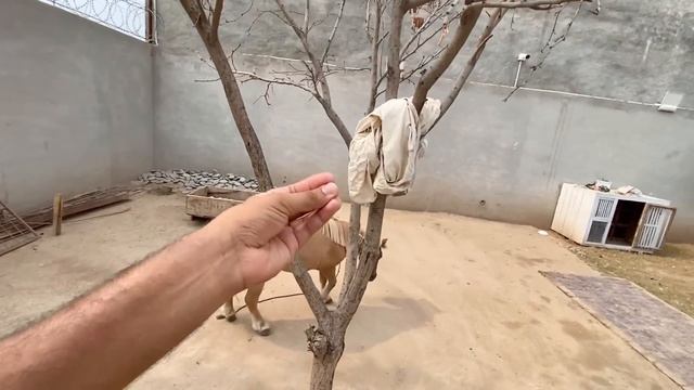 Mini Zoo Main Mini Horse Agea ? смотреть онлайн