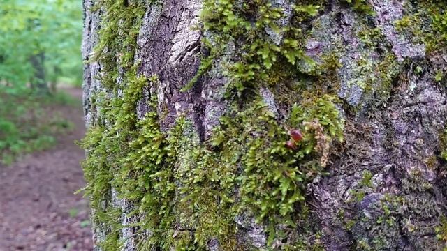 В лесу после дождя смотреть онлайн
