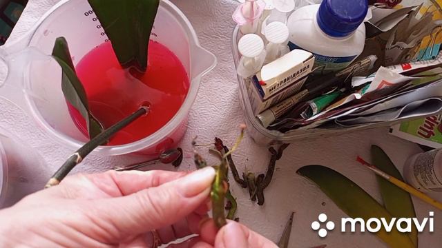 15.02.2024.ОРХИДЕЯ- УЦЕНКА #16, ПОСЛЕ ПЕРЕСАДКИ ЖЕЛТИТ ЛИСТ ОТ ОСНОВАНИЯ)))В ЧЁМ ПРИЧИНА?!? смотреть онлайн