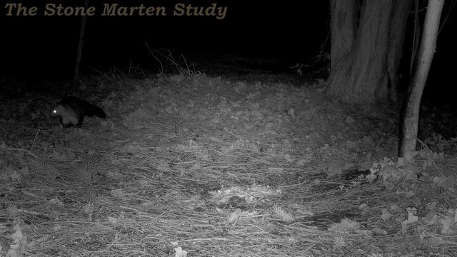 A Bit Of Cat Trouble Again 🙄  (Stone Marten Family/Steinmarder/Husmår)