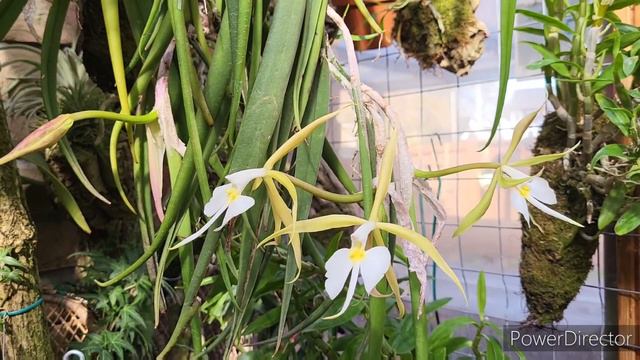 Орхідея велетень, нарешті зацвіла після перерви у 4 роки. Orchid Epidendrum parkinsoniaum смотреть онлайн