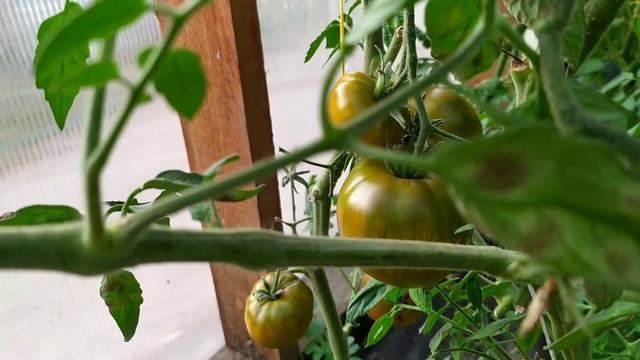 Сортовой зелёный томат Изумрудное яблоко смотреть онлайн