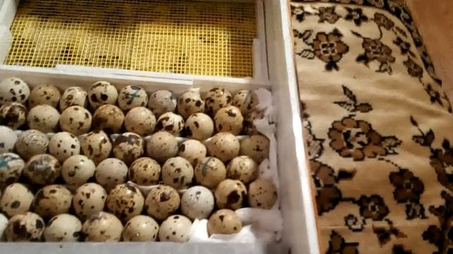 8 суток инкубации перепелиных яиц 26 01 2022г смотреть онлайн