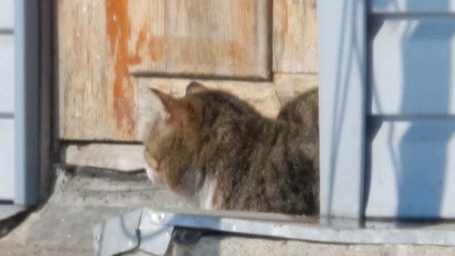 Рычард Лапочка и Чужой кот "The 3 cats" смотреть онлайн