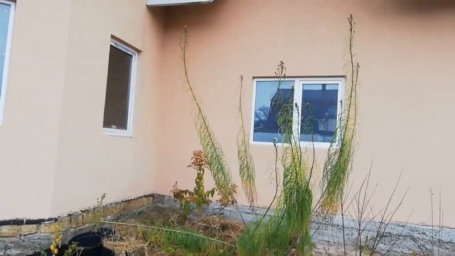 Подсолнечник иволистый Helianthus Salicifolius 2021