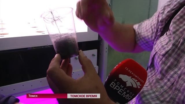 Восстановить сибирские леса поможет инновационная теплица смотреть онлайн