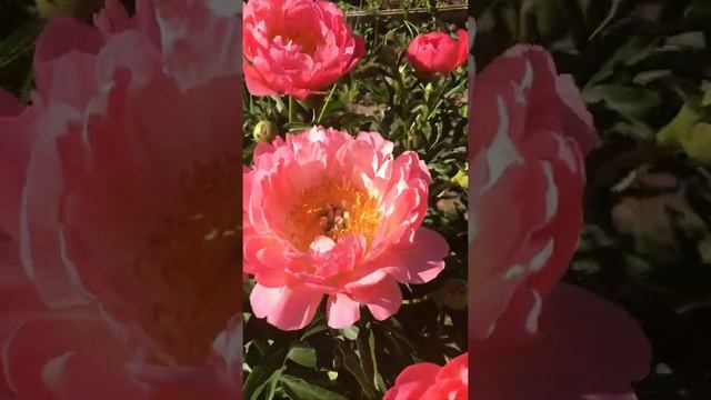 Пион Корал Сансет(Paeonia Coral Sunset) смотреть онлайн