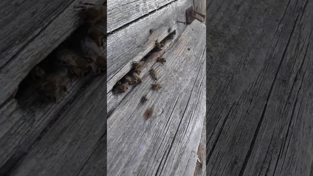 Пчелы прогоняют гнус смотреть онлайн