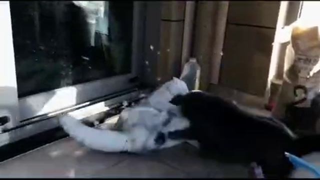 video_21@13-01-2021_18-14-41.mp4 смотреть онлайн