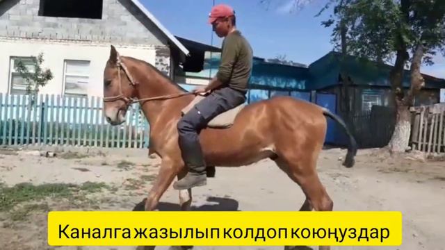 Срочно 1 жаш тай сатылат баасы 100 миң тел:+996777369669 Бишкек. Сокулукта тай. смотреть онлайн