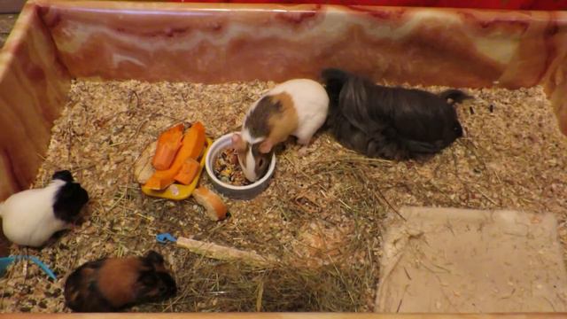Ужасное поведение Рокки. Жужа недовольна. Bad guinea pig. смотреть онлайн