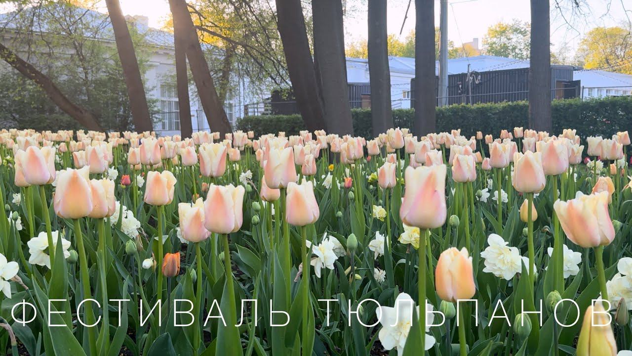 Фестиваль тюльпанов ЦПКиО им. Кирова Санкт-Петербург 18.05.24г. смотреть онлайн