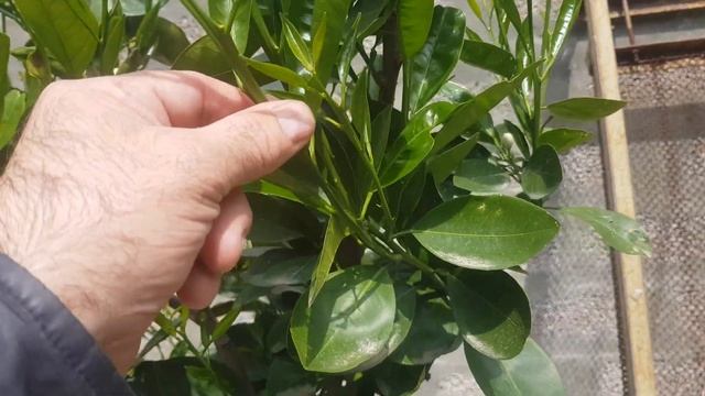 Апельсины 2022. Продолжаем наблюдать. смотреть онлайн