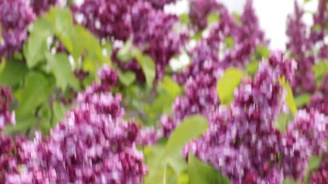 Сирень Изобилие смотреть онлайн