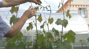 Прищипывать или нет виноград перед цветением?