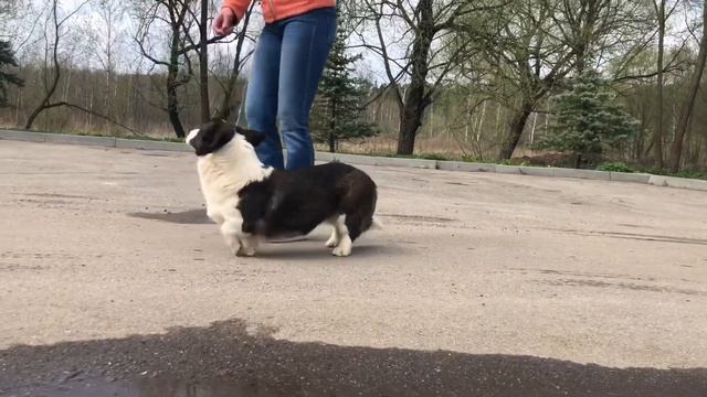 Вельш корги кардиган/ Welsh Corgi Cardigan female смотреть онлайн