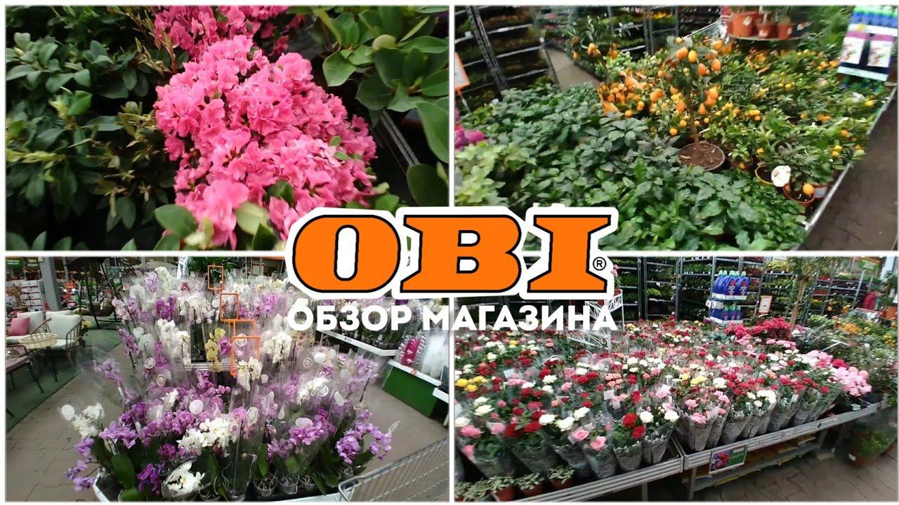 OBI - ОБЗОР НОВИНОК И ЦВЕТОВ В OBI | ОБИ НОВАЯ КОЛЛЕКЦИЯ 2023 | ЦВЕТЫ В ОБИ | ЦВЕТЫ И РАСТЕНИЯ В ОБИ