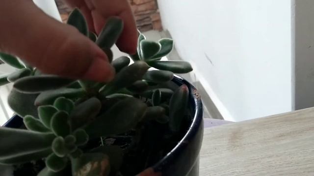 Echeveria Pulvinata..Echeveria peludita/ Cuidados смотреть онлайн