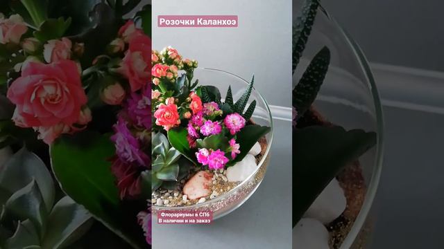 Чудеса с Каланхоэ смотреть онлайн